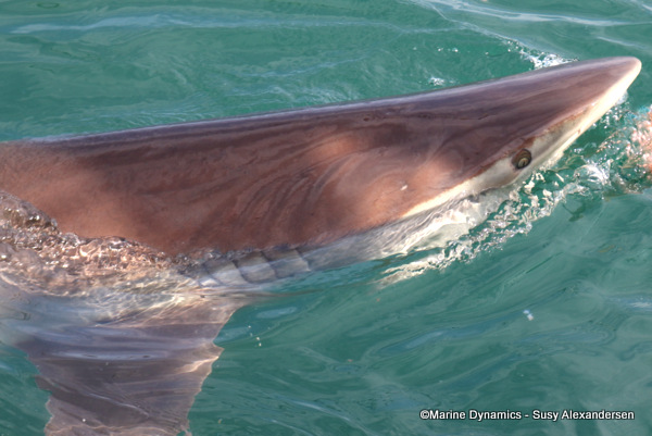 Bronze whaler shark, south africa